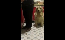 Chú cún giả vờ ngu ngơ để trộm thức ăn