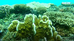 Lặn biển ngắm san hô tuyệt đẹp ở đảo Lý Sơn