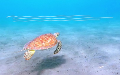 Hành trình Rùa đẻ trứng và về biển tại Vườn quốc gia Côn Đảo
