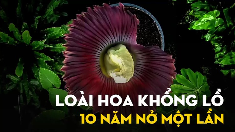 Titan Arum: Loài hoa khổng lồ 10 năm nở một lần