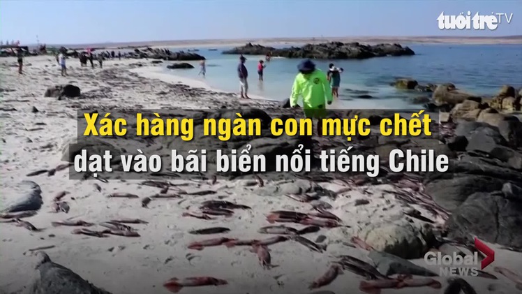 Hàng ngàn con mực chết dạt vào bờ biển Chile
